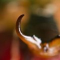 Declaran extinto a uno de los insectos más grandes del mundo, la tijereta gigante de Santa Elena [EN]