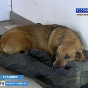 Una perra lleva casi dos años esperando en el hospital a su dueño que jamás volverá