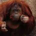 Sandra, la orangután que lucha por ser una "persona no humana"  libre