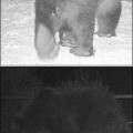 Tras 100 años de ausencia, regresan los osos pardos a Chernobyl