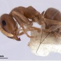 Una hormiga recién descubierta ya está en peligro de extinción