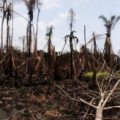 Una filtración en la fábrica de Shell provoca un derrame de miles de barriles de petróleo en el Delta del Níger