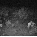 ABC publica un 'Fake' sobre una extraña criatura en la Sierra de Huelva
