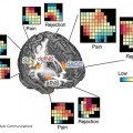 Entonces ¿el dolor físico y el dolor social utilizan o no los mismos circuitos neurales?