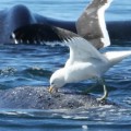 Gaviotas vs. ballenas: las ballenas contraatacan
