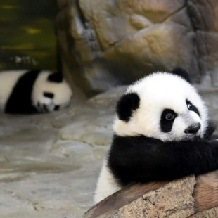 Los primeros trillizos de panda gigante se reúnen con su madre en un zoo de China