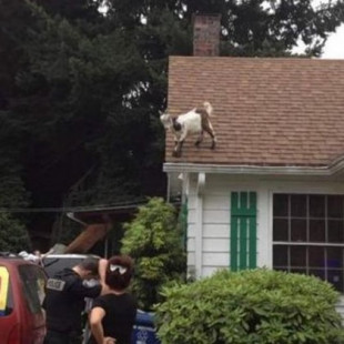 Una cabra sobre un tejado pone en apuros a una patrulla policial en Gresham, Oregón