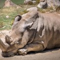 Fallece rinoceronte blanco del Norte en 'zoo' de San Diego y solo quedan 5 en el mundo