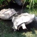 Una tortuga gigante ayuda a otra a darse la vuelta