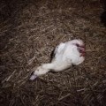 Una investigación de Igualdad Animal revela el maltrato que sufren los patos en una granja alemanas