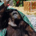 Fallo histórico: hábeas corpus para Sandra, la orangutana del zoo de Buenos Aires