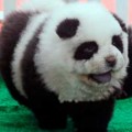 Cierran circo que exhibía perros “Chow Chow” disfrazados de pandas en Italia