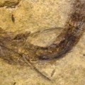 Científicos encuentran fósil de pez de 300 millones de años, con el tejido ocular con bastones y conos aún visibles [EN]