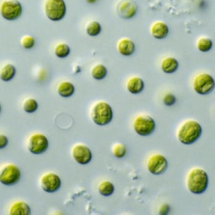 Algas andaluzas que comen CO2 como 26.000 árboles