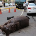 Hipopótamo llora en las calles de Taiwán, tras saltar de un camión y romperse la pata y un diente