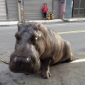 Muere el hipopótamo que sembró el pánico en un pueblo de Taiwán