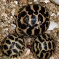 Requisan 170 tortugas "camufladas" como pepinos de mar