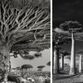 Los arboles mas antiguos del planeta: Un fotografo dedica 14 años a retratar los arboles mas antiguos y majestuosos