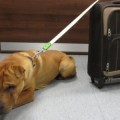 Abandonan a perro con maleta en una estación de Escocia