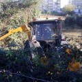Las máquinas del ayuntamiento de Gijón matan a varios erizos de una especie protegida