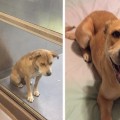 16 Fotos de Mascotas un día antes y después de ser Adoptadas