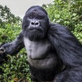 Imagen de un gorila de montaña justo antes de golpear al fotógrafo