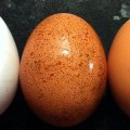 ¿Cuántos huevos puedes comer? ¿crudos? ¿blancos o marrones? y más sobre tus huevos