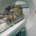 Las heces de una momia resuelven un asesinato de hace 700 años