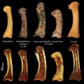 El hueso trabecular de Australopithecus es consistente con la fabricación de herramientas