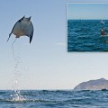 Increíbles imágenes de rayas saltando más de tres metros por encima del mar