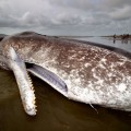 Las ballenas mueren dejándonos un importante mensaje: sus estómagos están llenos de plástico