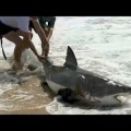 Tiburón blanco liberado por unos pescadores en Sudáfrica tras su captura involuntaria