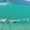 Delfines haciendo surf en Australia