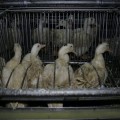 Igualdad Animal muestra el infierno del foie gras