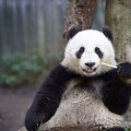 Preciosa foto de Xiao Liwu comiendo bambú