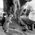 Gato captura chorro de leche durante el ordeño en una granja lechera en California, 1954