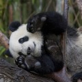 Yun Zi te enseña sus manos y píes para que sepas cómo dibujar bien un oso panda