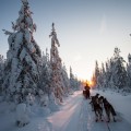 Explorando la Laponia finlandesa en trineo de huskies