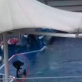 Denuncian el maltrato de los delfines alojados en el parque Marineland de Mallorca