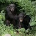 El proyecto Vilab 2, la isla de los monos el verdadero 'Planeta de los Simios'