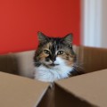 ¿Por qué los gatos adoran las cajas? [Eng]