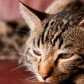 El ADN de los gatos podría servir para tratar la diabetes y el asma