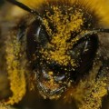 Se demuestra que el insecticida más usado daña el cerebro de las abejas. [ENG]