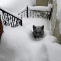 La nieve lleva a un osezno hasta las puertas de una casa de montaña de León