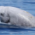 El misterio de las ballenas que se llenan de gas