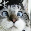 YouTube denuncia maullido de gato como infractor de copyright [EN]