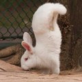 El conejo que prefiere caminar sobre sus patas delanteras