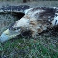 Tres águilas imperiales muertas en Doñana