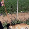 Guardia Civil imputa a dos personas por ahorcar a un perro y envenenar con cebos raticidas a un segundo