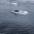Orcas crean ola para tirar foca al agua